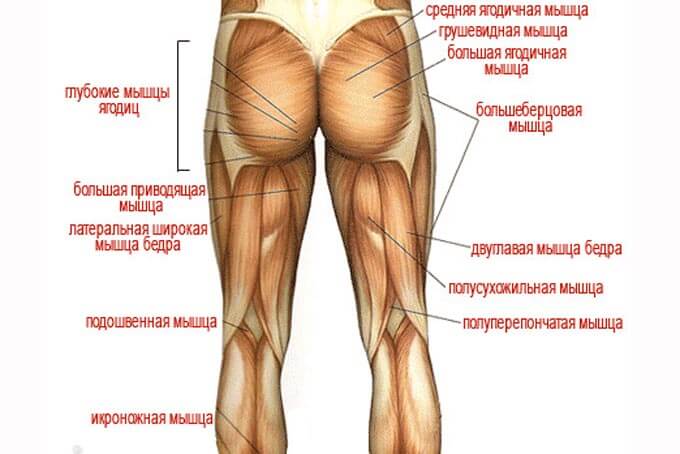 Схема мускулатуры ног