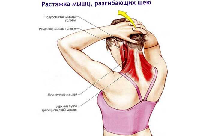 Растяжка мышц, разгибающих шею